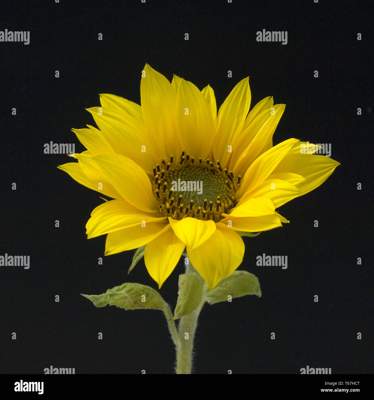 Recording native flora hi-res stock photography and images - Alamy