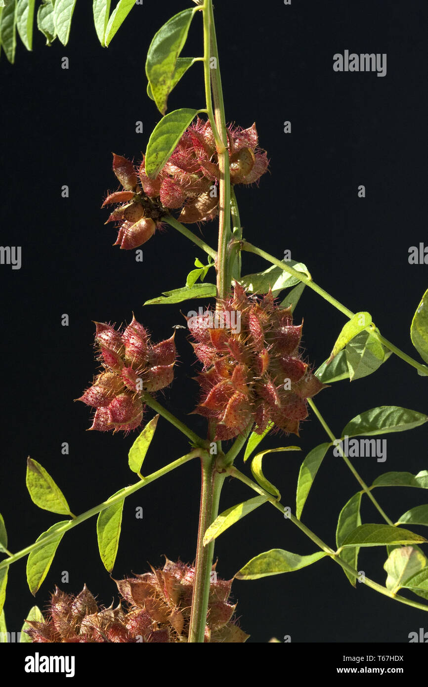 Liquorice, Glycyrrhiza glabra Stock Photo Alamy