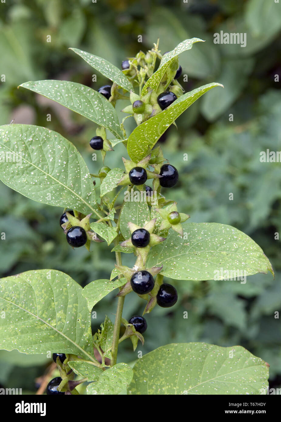 Deadly nightshade flowers hires stock photography and images Alamy