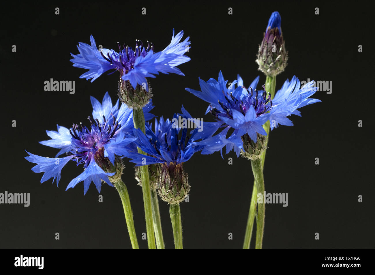cornflower, Centaurea cyanus Stock Photo