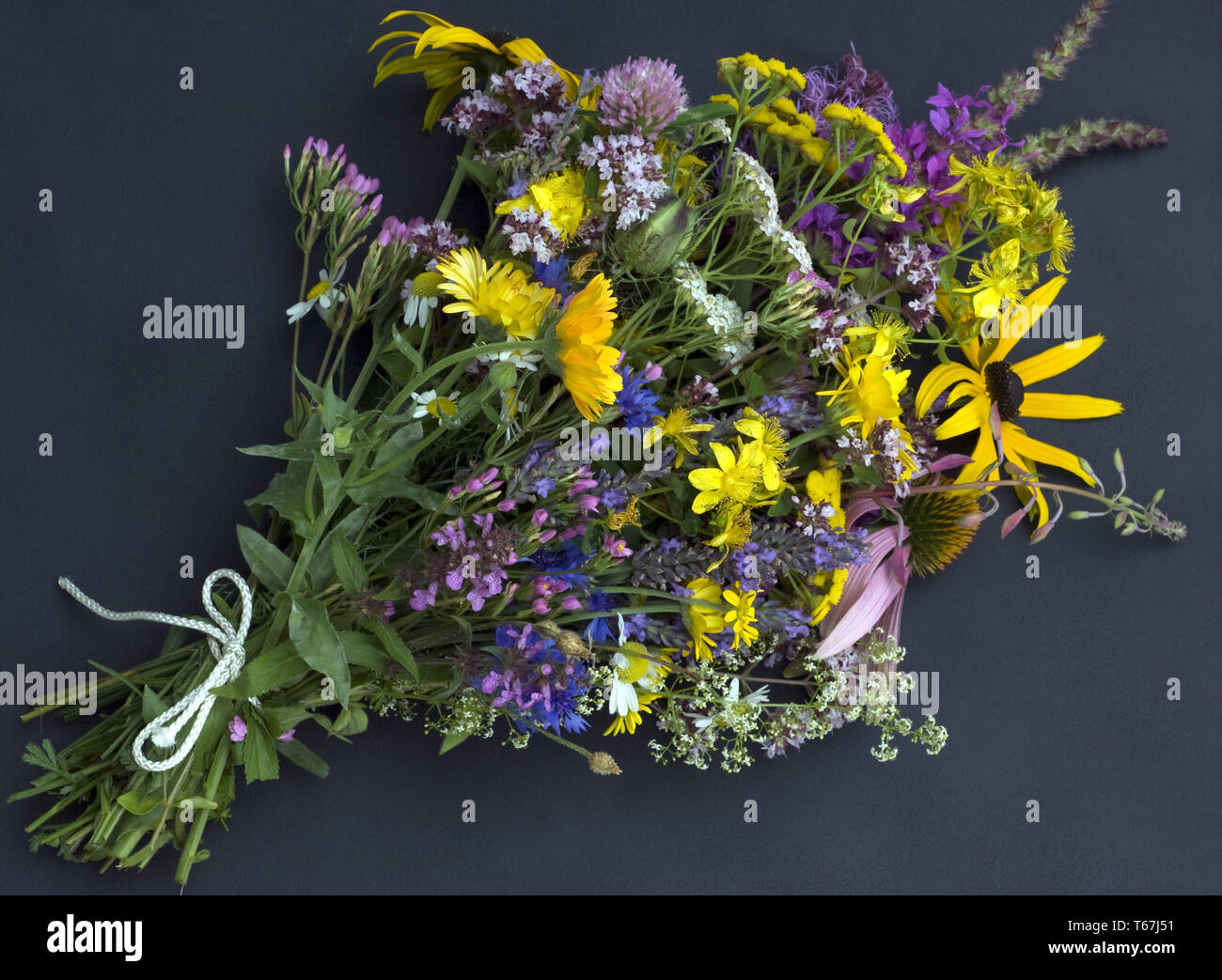 officinal plants, medical plants, arrangement Stock Photo
