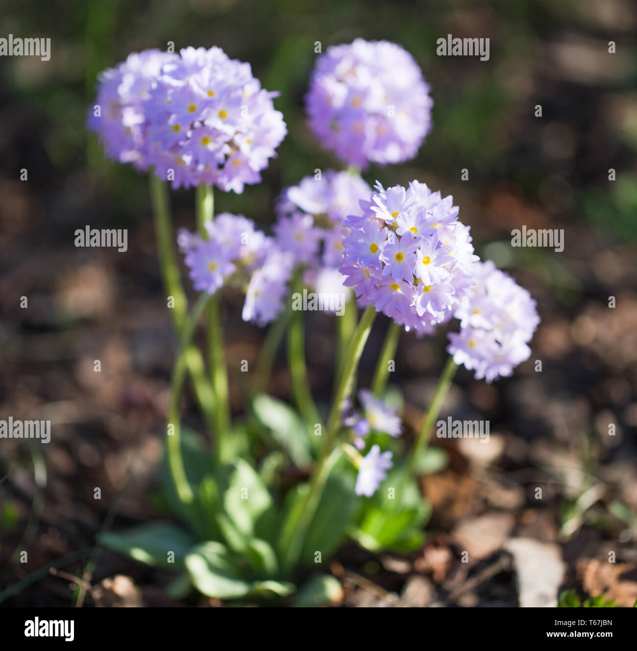 Spring purple flower primrose in the garden. Primula denticulata Stock Photo