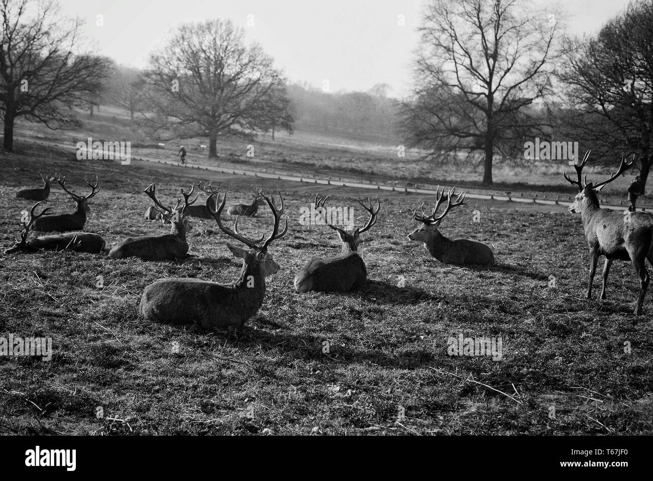 A herd of deer resting in a field Stock Photo