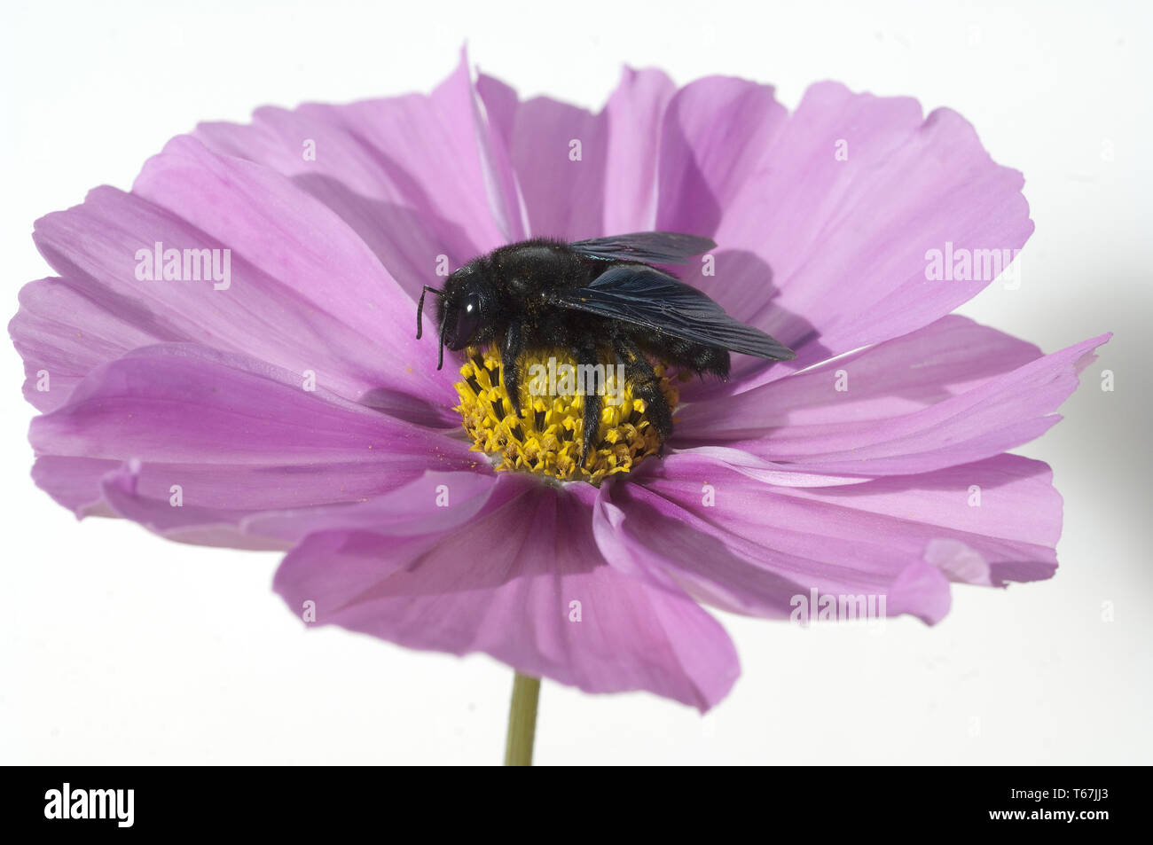 violet carpenter bee, Xylocopa, violacea Stock Photo