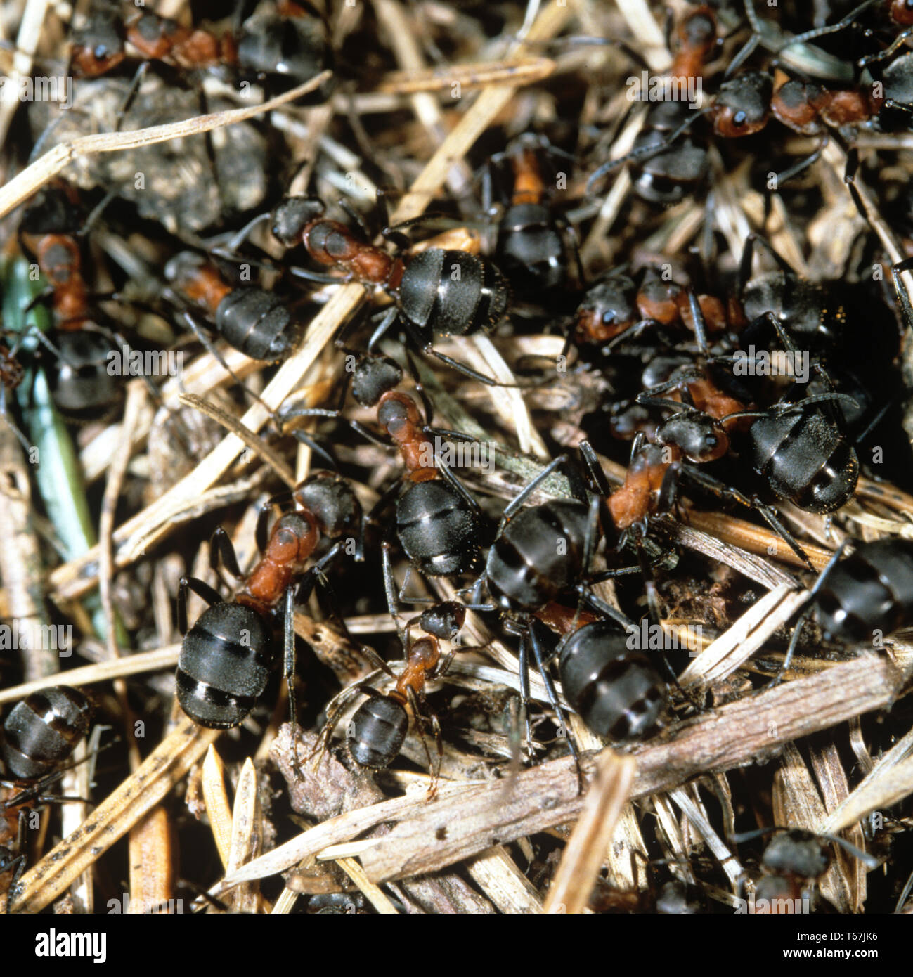 Horse ant or Red Wood Ant, Formica rufa, Germany Stock Photo - Alamy