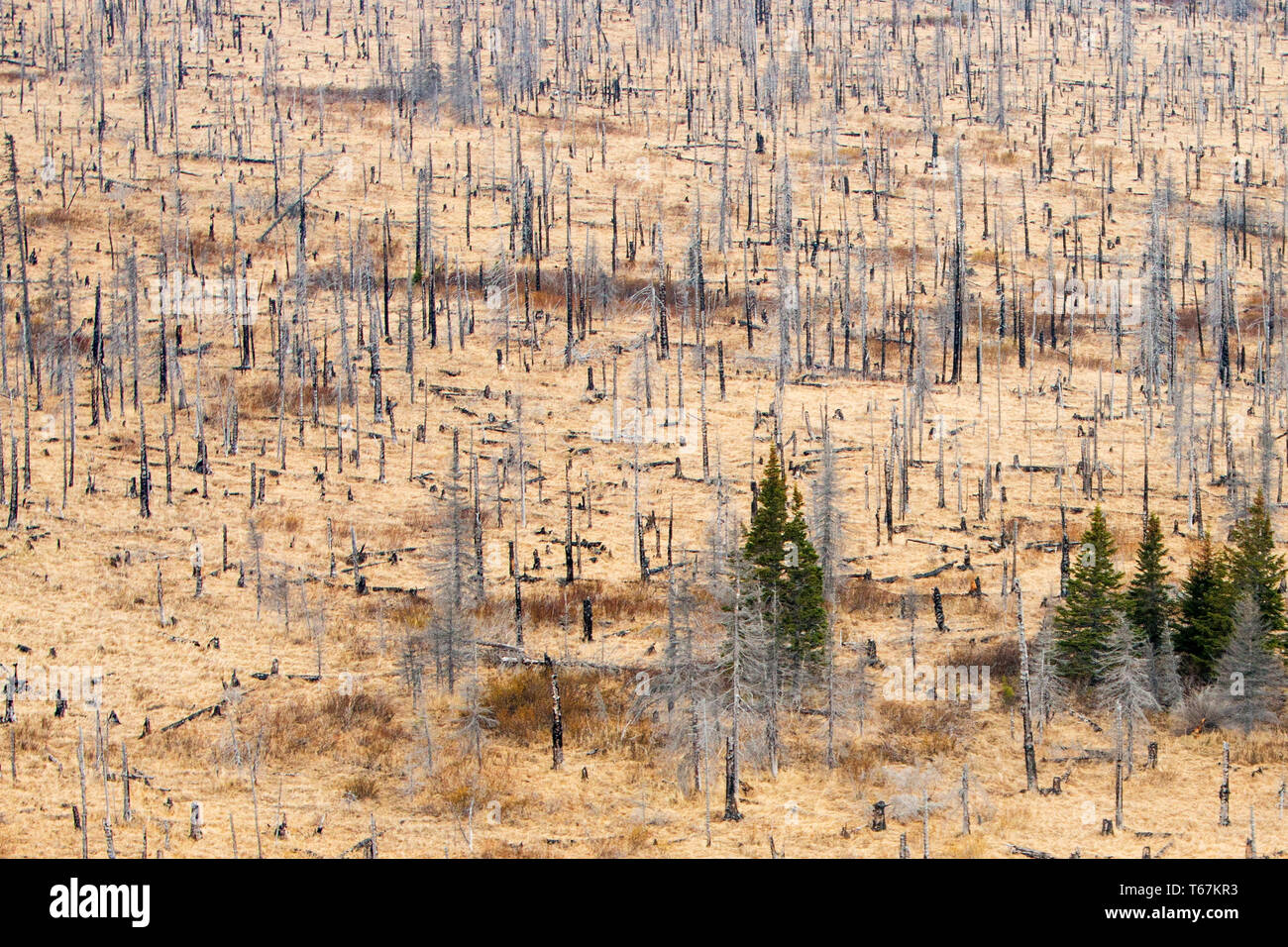 A patch of damaged forest near Anchorage in Alaska. The borealis forest – typically pine, birch and larch - make up about thirty percent of all forest in the world. Less efficient than rain forests, it’s still a vital part of the carbon sink. The mean temperature in the arctic areas are already 1.5c warmer than normal. Higher levels of CO2 accelerate growth of the forest, and has been lauded by climate deniers as proof that global warming is a hoax. However; as growth is accellerated, the lifespan of the trees is shortened. The net result is a CO2 saturated forest that turn from being a carbon Stock Photo