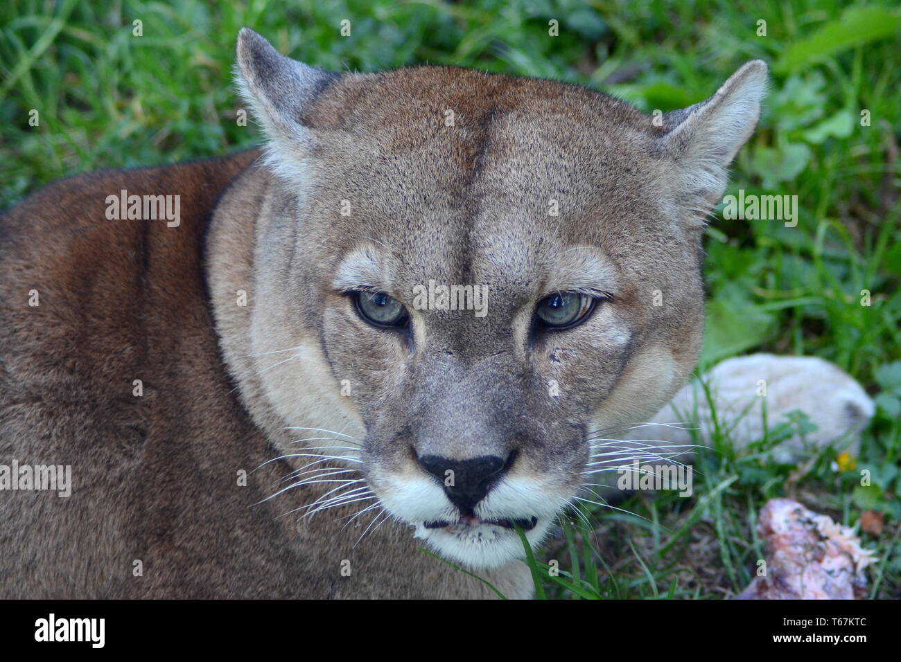 Puma eating hi-res stock photography and images - Alamy