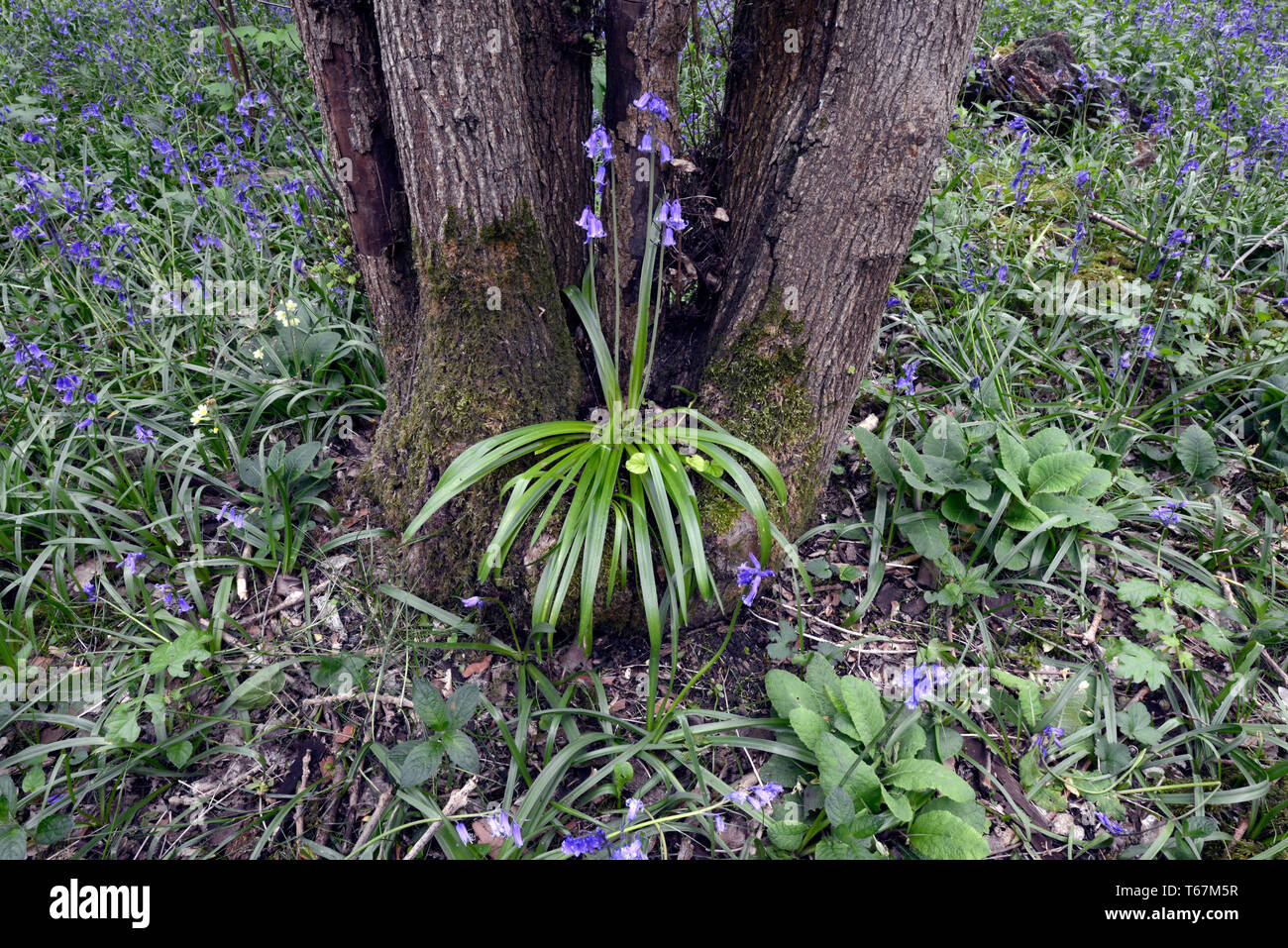 Bluebell plant nestled in tree trunk in the forest of the ancient woodland at Waresley Wood, Great Gransden, Cambridgeshire, England Stock Photo