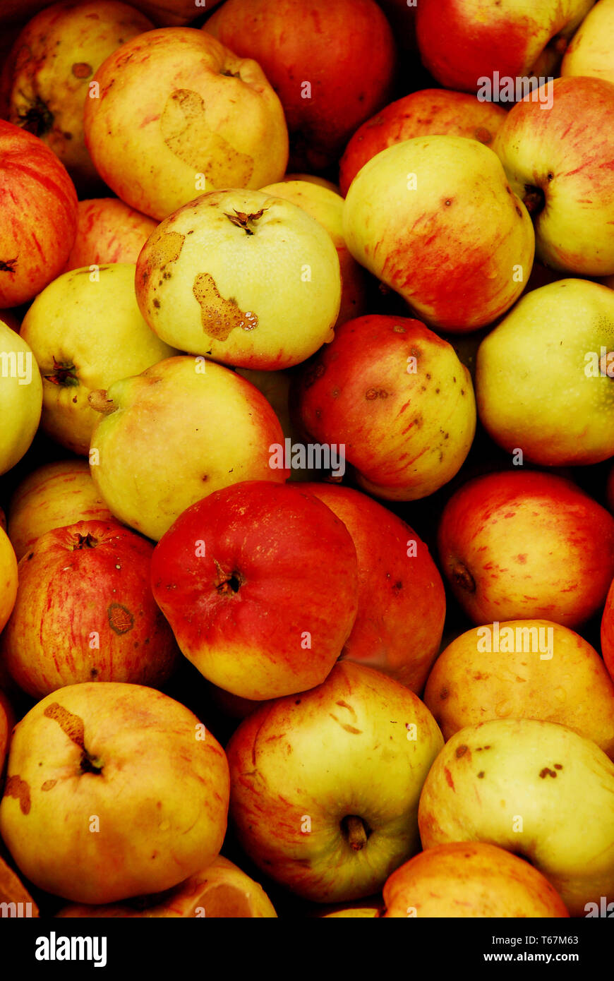 Imperfect and Slightly Bruised Apples Stock Photo