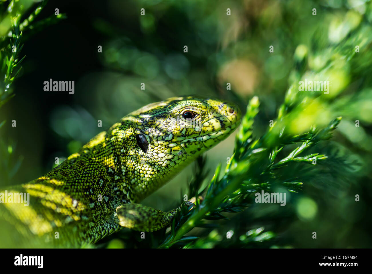 Male Lacerta Agilis Sand Lizard Reptile Animal Macro Portrait Closeup