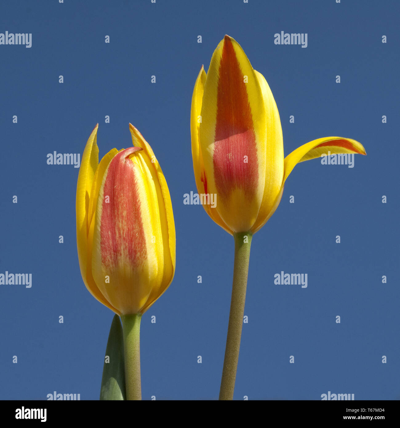 Tulip blooming season in the Netherlands, Europe Stock Photo Alamy