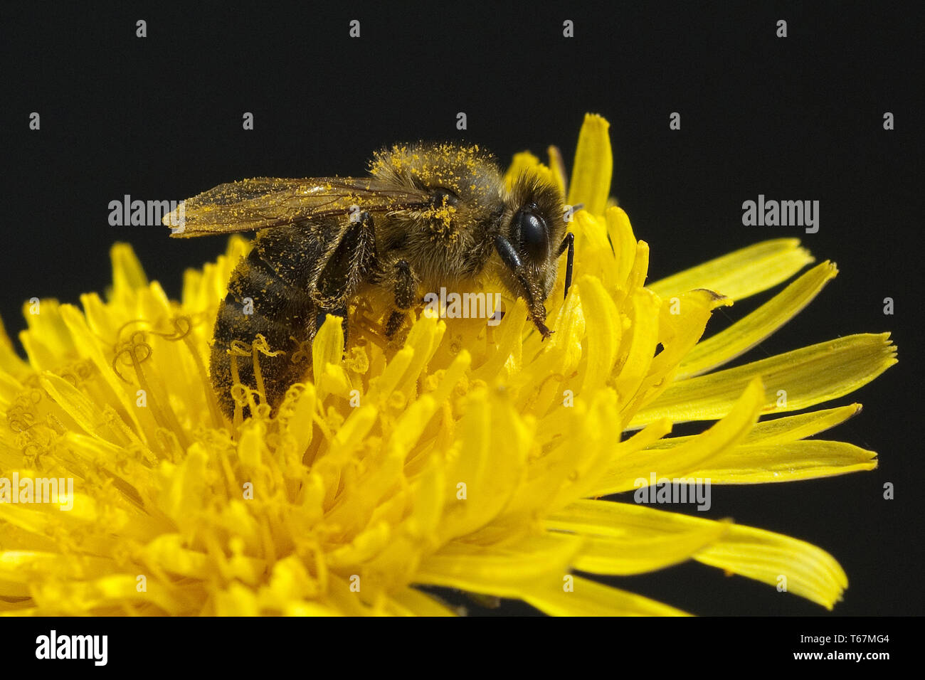 Honey Bee (Apis mellifica), Germany Stock Photo