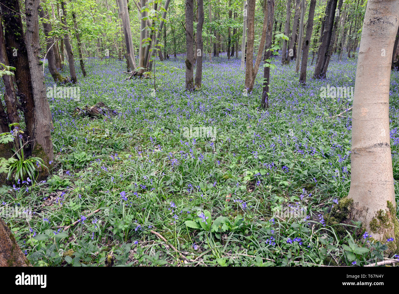 Bluebells carpet the forest floor of the ancient woodland at Waresley Wood, Great Gransden, Cambridgeshire, England Stock Photo