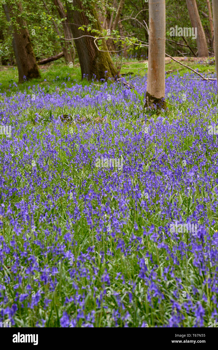 Bluebells carpet the forest floor of the ancient woodland at Waresley Wood, Great Gransden, Cambridgeshire, England Stock Photo