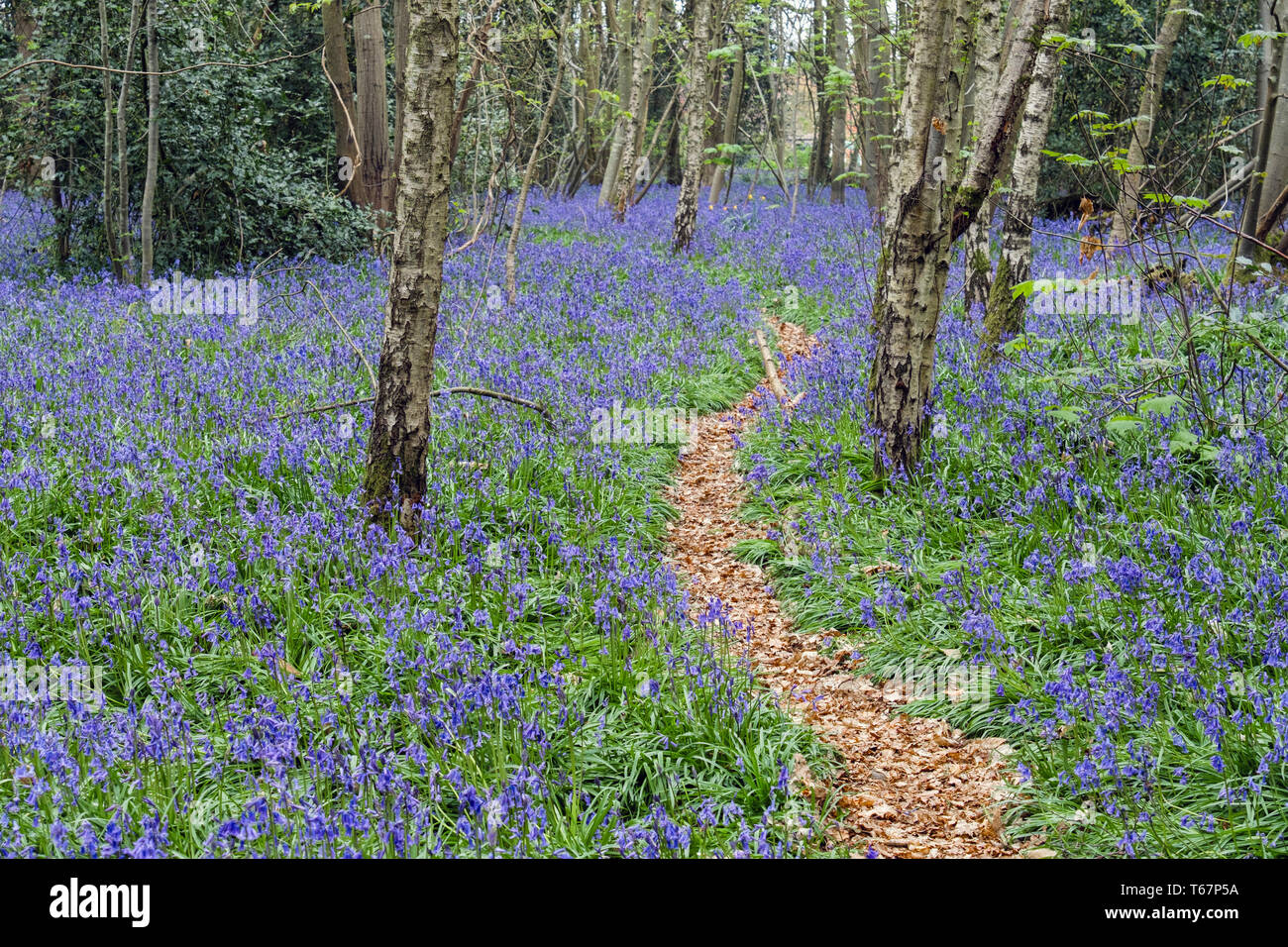 Leafy path through native English Bluebells growing in a deciduous Bluebell wood in spring. West Stoke, Chichester, West Sussex, England, UK, Britain Stock Photo