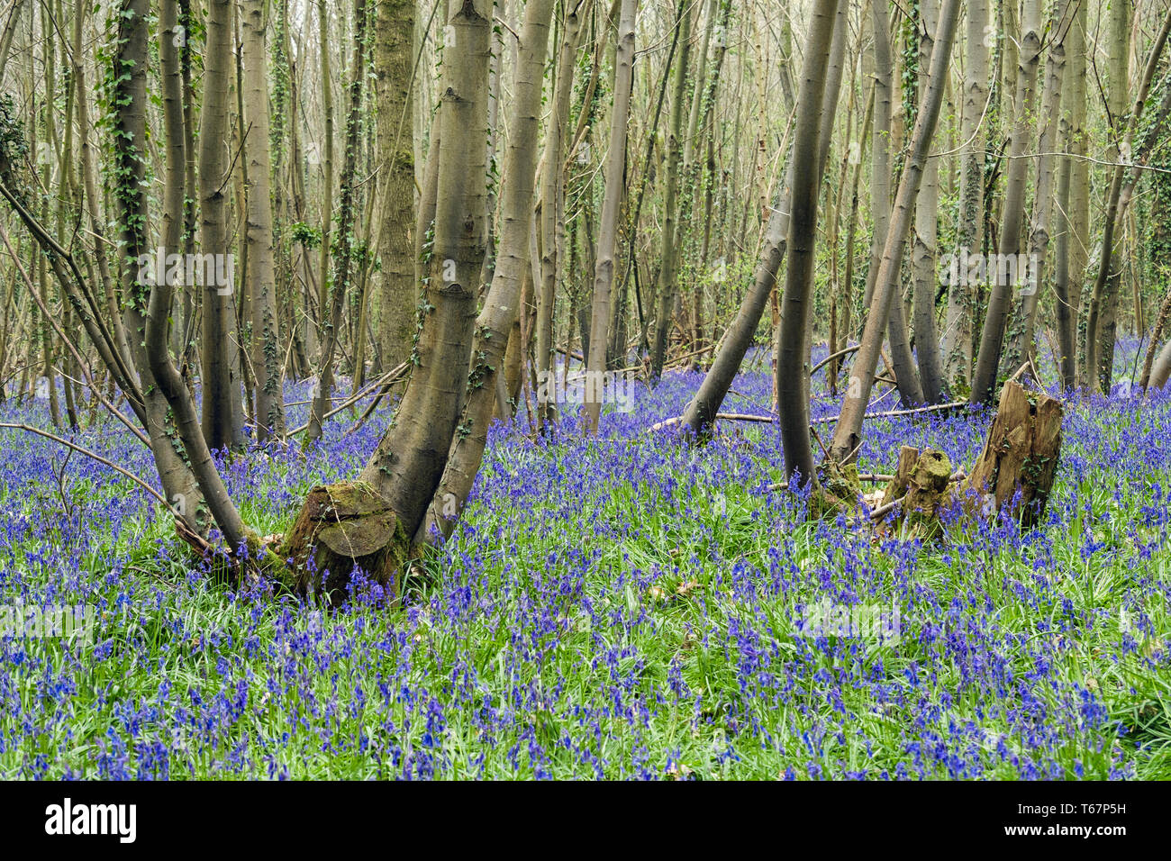 Native English Bluebells growing in a mixed Bluebell wood with coppiced trees in spring. West Stoke, Chichester, West Sussex, England, UK, Britain Stock Photo
