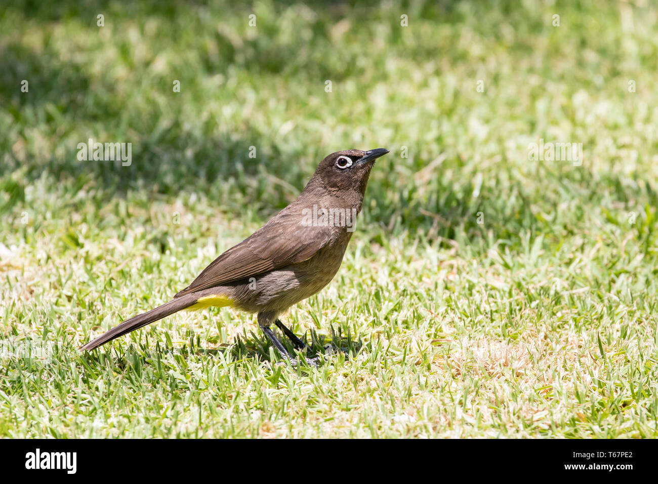 Cape Bulbul, Pycnonotus capensis,  standing on grass, side view, endemic to Western Cape, South Africa Stock Photo