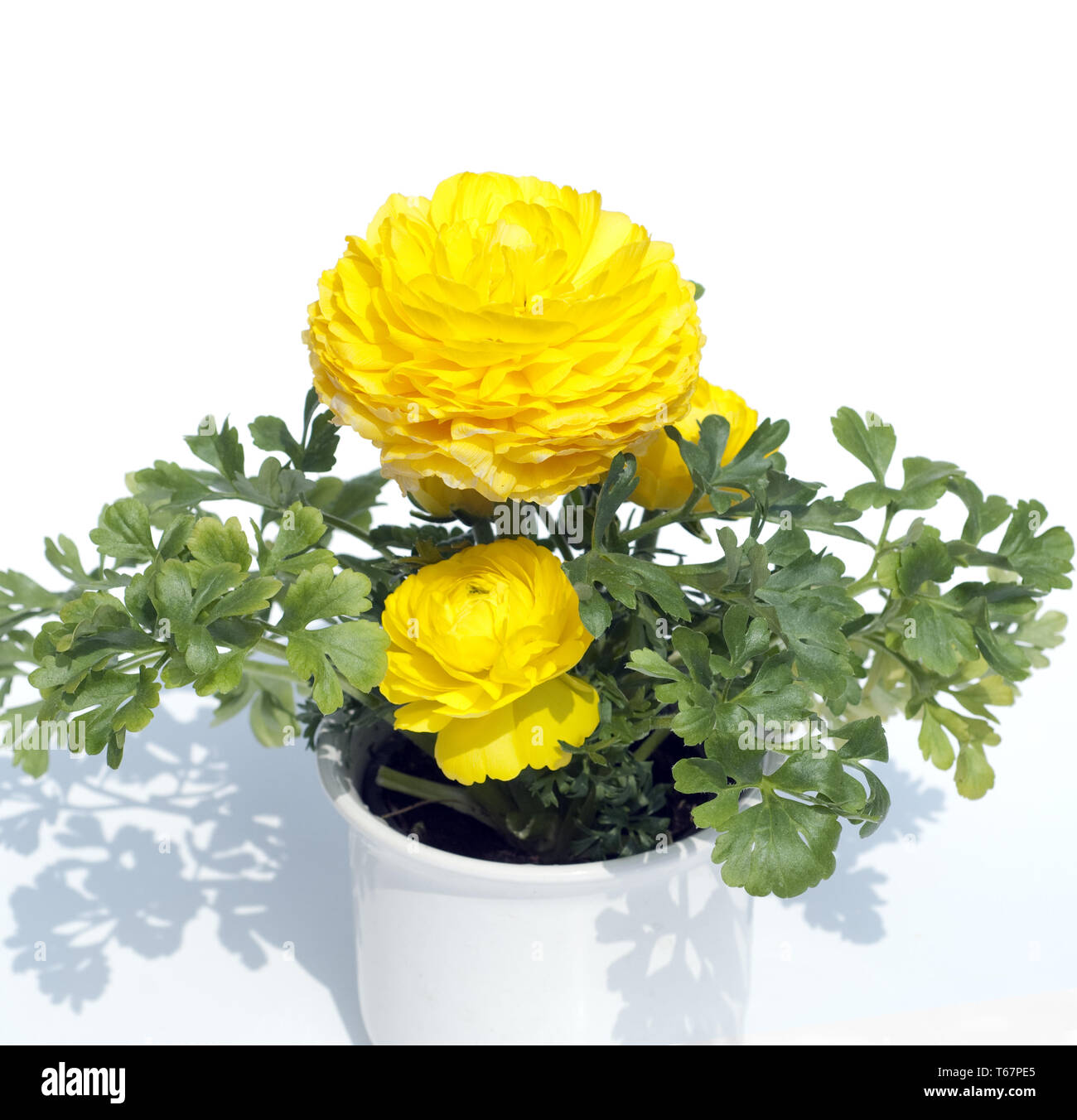 Persian Buttercup, Ranunculus Asiaticus Stock Photo - Alamy