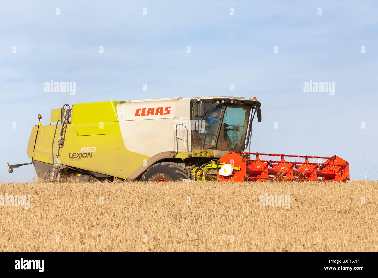 Farmer harvesting wheat with a  Claas Lexion 650 combine harvester in evening light  on the skyline, cutterbar visible, wheat field, Tritiucm aestivum Stock Photo
