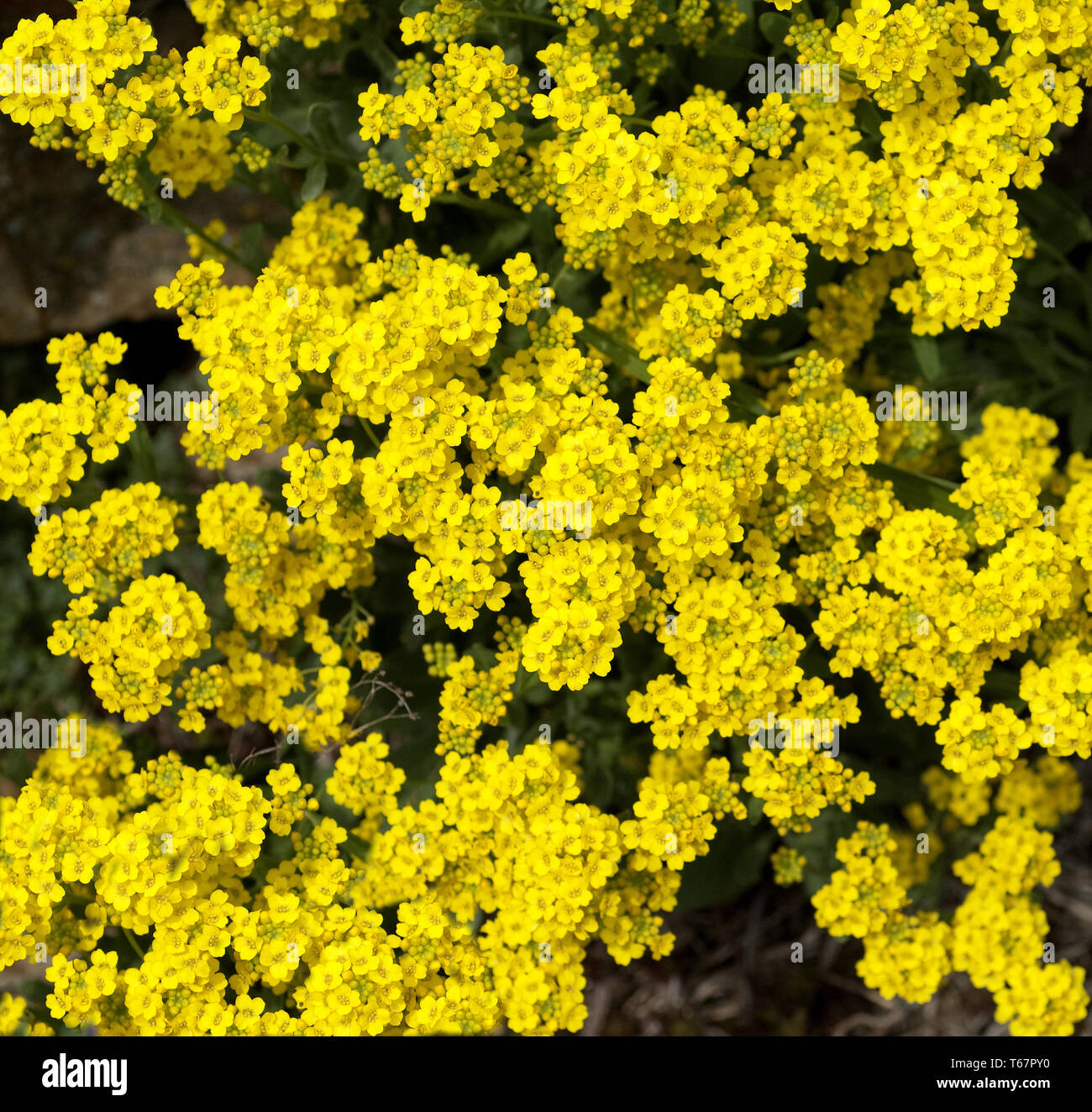 sweet alyssum or sweet alison, Lobularia maritima Stock Photo Alamy