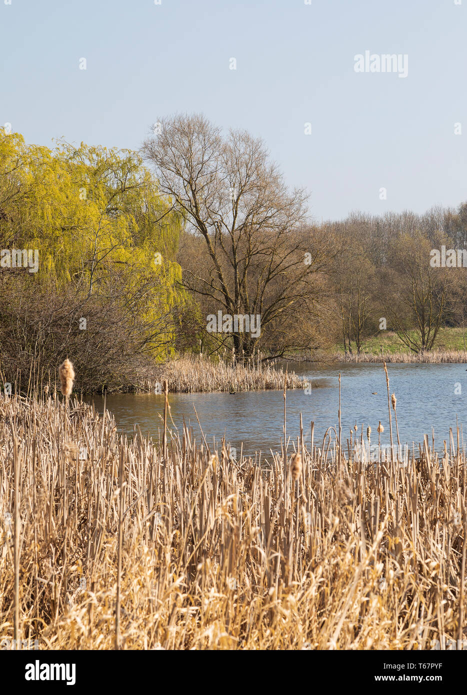An image of lakeside trees creating a springlike feel to this lake shot on a beautiful day in Melton Mowbray, Leicestershire, England, UK. Stock Photo