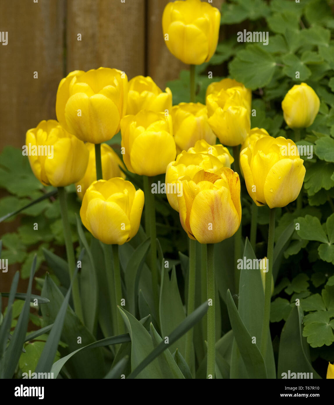 Tulip blooming season in the Netherlands, Europe Stock Photo Alamy