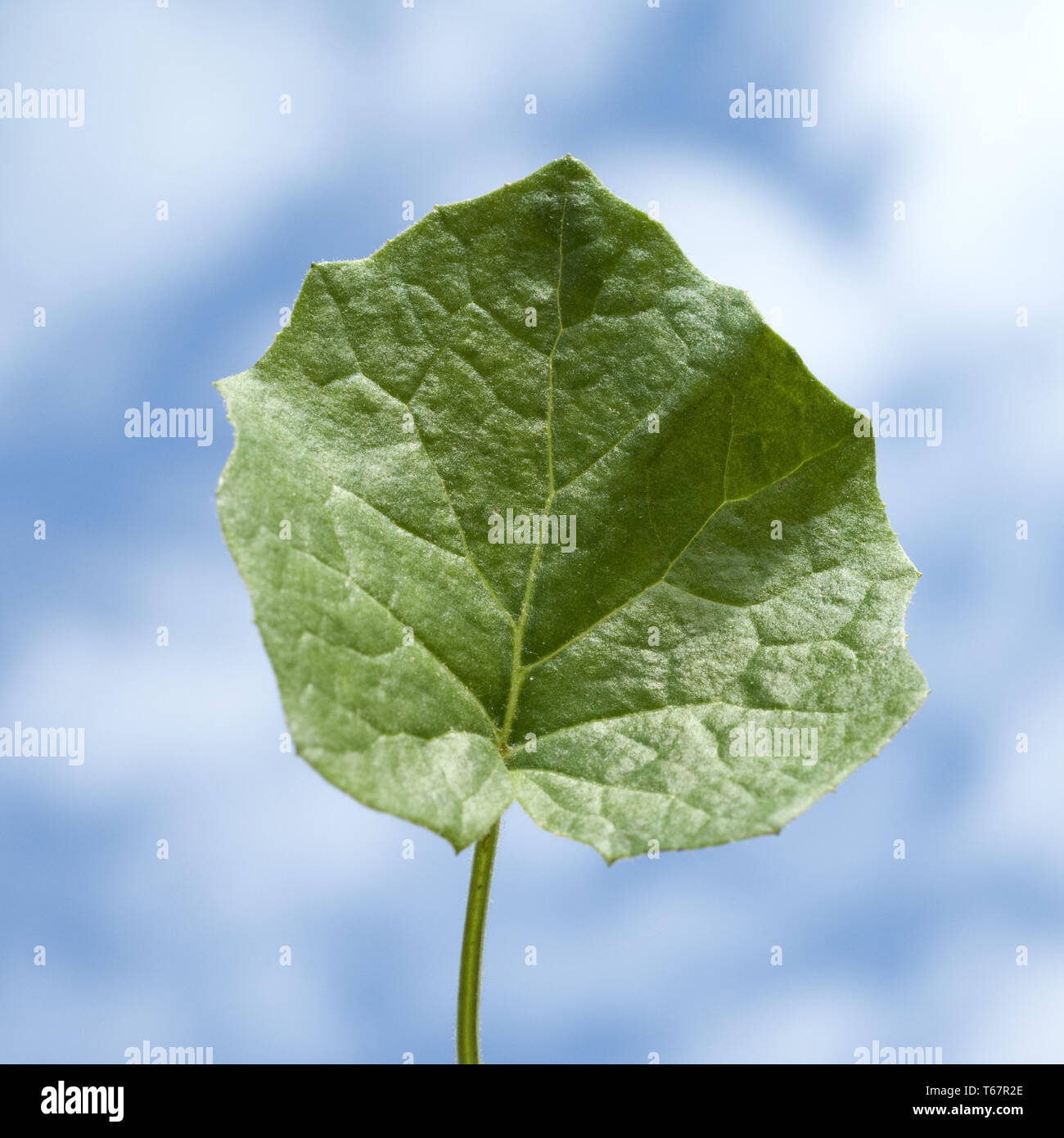 coltsfoot, foalfoot, horsefoot (Tussilago farfara Stock Photo Alamy