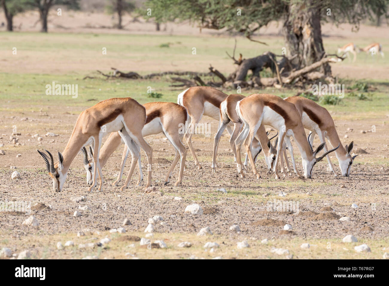 Springbok or Springbuck (Antidorcas marsupialis) herd grazing Mata Mata Riverbed,  Kgalagadi Transfrontier Park, Kalahari, Northern Cape, South Africa Stock Photo