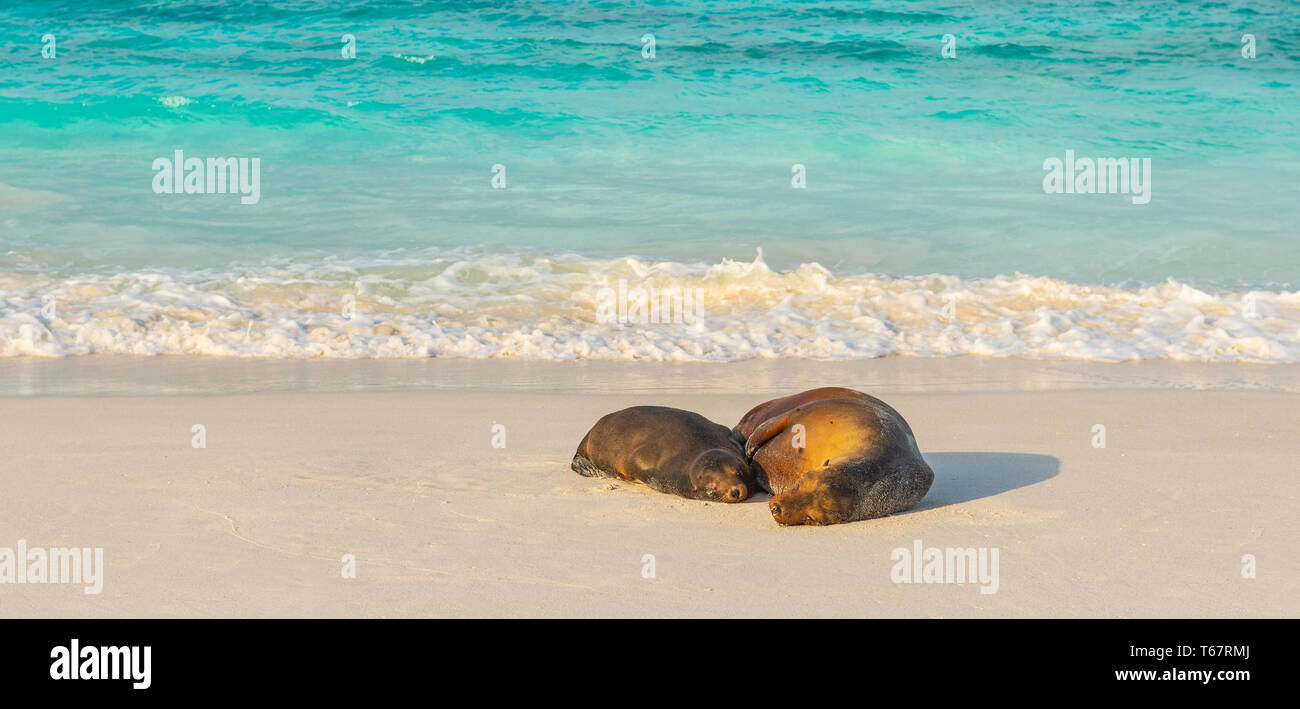 Galapagos Sea Lions Panorama with turquoise Pacific Ocean waters on the beach of Gardner Bay