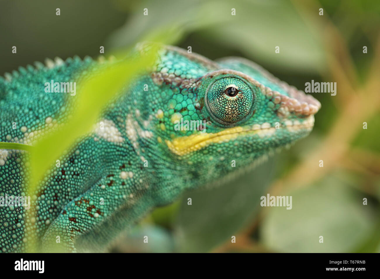 Panther Chameleon is brightly colorful chameleons that are indigenous in tropical forest Stock Photo