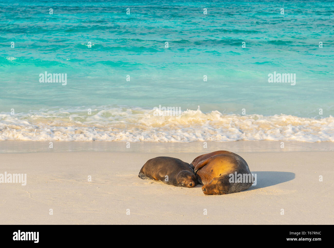 Galapagos Sea Lions and the turquoise Pacific Ocean waters on the beach of Gardner Bay, Espanola Island, Galapagos national park, Ecuador. Stock Photo
