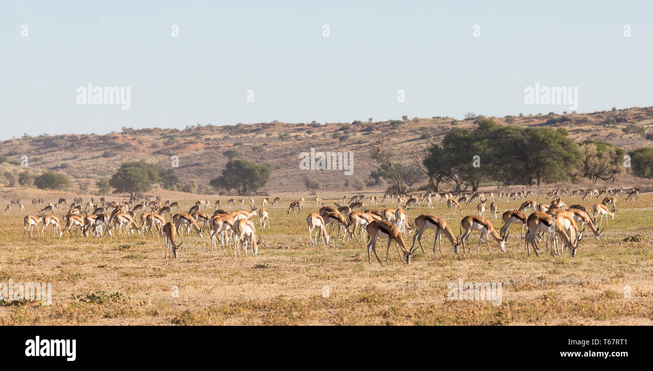 Large herd of springbok (Antidorcas marsupialis) grazing at dawn in Mata Mata River, Kgalagadi Transfrontier Park, Northern Cape, Kalahari, South Afri Stock Photo