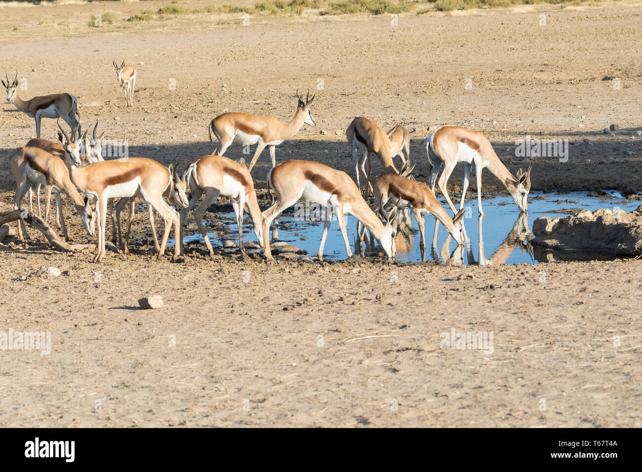 Springbok or Springbuck (Antidorcas marsupialis) herd drinking at Maria se Gat  waterhole at sunset Kgalagadi Transfrontier Park, Kalahari, Northern C Stock Photo