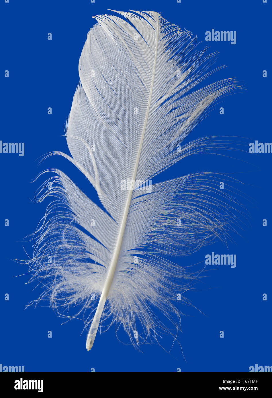 White Feather Cutout Stock Photo Alamy