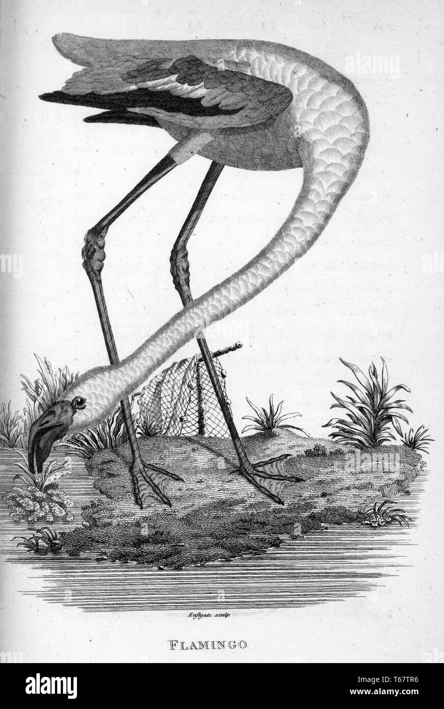 An engraving of a flamingo from the book 'Zoological Lectures Delivered at the Royal Institution' by George Shaw, 1809. From the New York Public Library. Stock Photo
