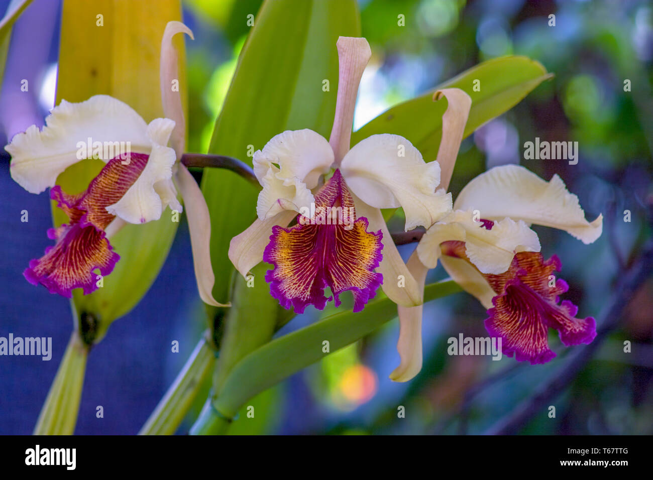 Close-up photography of three pink and red cattleya orchids.  Captured at the Andean mountains of central Colombia. Stock Photo