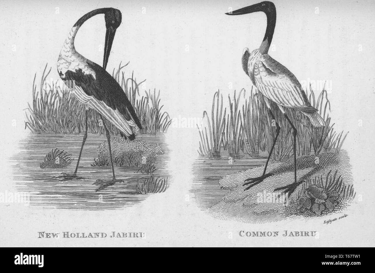Two engravings of birds from the book 'Zoological Lectures Delivered at the Royal Institution' by George Shaw, Shaw was a British botanist and zoologist who published several books, the bird on the left is a New Holland jabiru which is known as a black-necked stork today, the bird on the right is a common jabiru which is found from Mexico through South America and is the tallest flying bird in the region, both birds are part of the family Ciconiidae which are storks, 1809. From the New York Public Library. Stock Photo