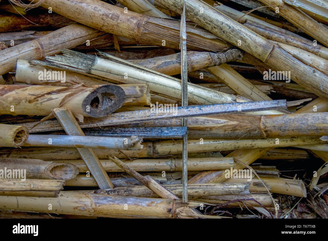 A heap of dry canes used as a building material. Captured at the Andean mountains of central Colombia. Stock Photo