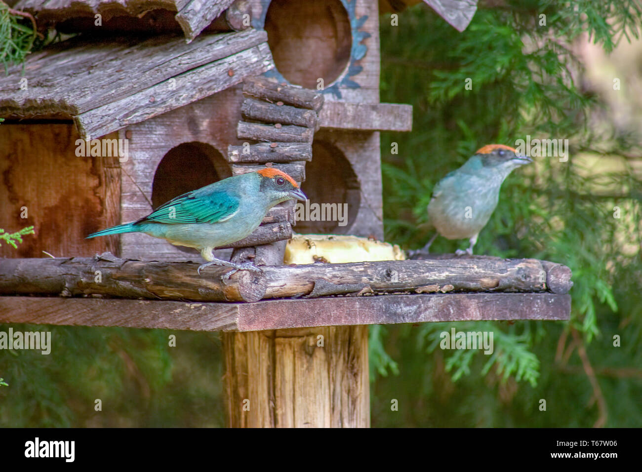 Exotic Birds Colombia Stock Photos Exotic Birds Colombia Stock