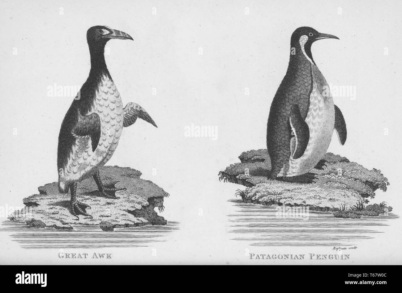Two engravings from a book about the zoological lectures delivered by George Shaw at the Royal Institution of Great Britain, Shaw was a British botanist and zoologist who published several books, the image on the left portrays a great auk which was a flightless bird and the only modern penguin, the image on the right shows a Patagonian penguin which are penguin species native to South America and are classified as a threatened species, 1809. From the New York Public Library. Stock Photo