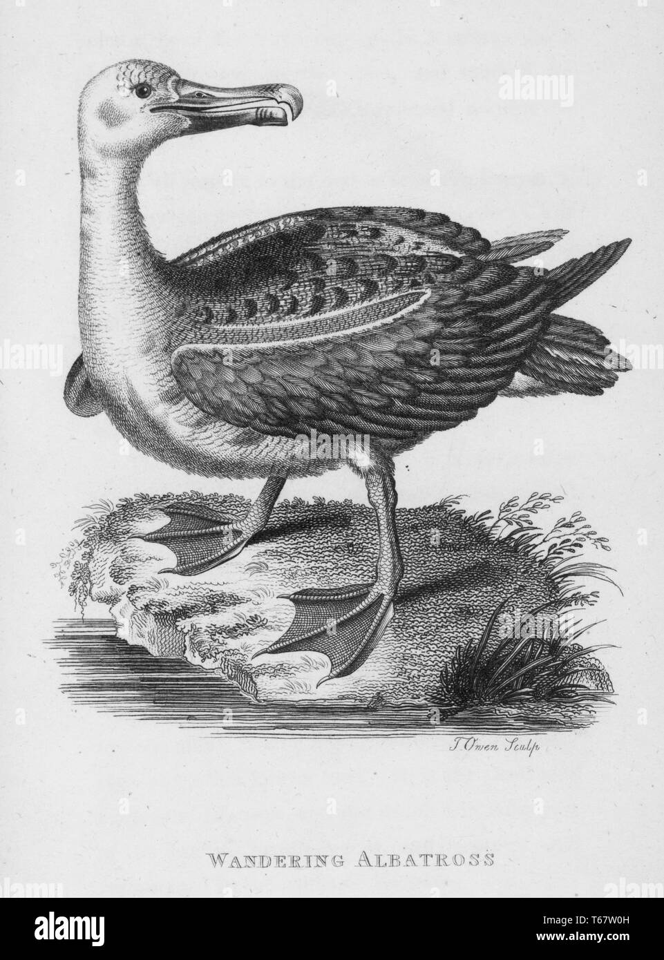 An engraving of a wandering albatross from the book 'Zoological Lectures Delivered at the Royal Institution' by George Shaw, 1809. From the New York Public Library. Stock Photo