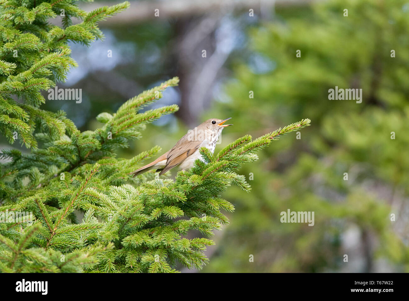 hermit thrush, Catharus guttatus, singing in a springtime evergreen, Nova Scotia, Canada Stock Photo