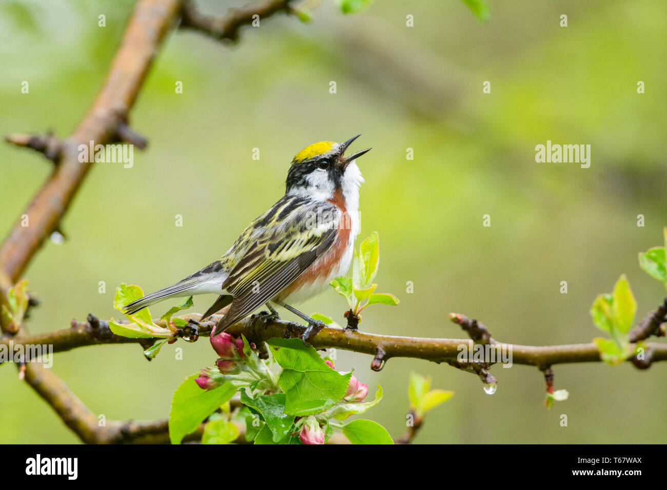 chestnut-sided warbler, Setophaga pensylvanica, male, singing, Nova Scotia, Canada Stock Photo