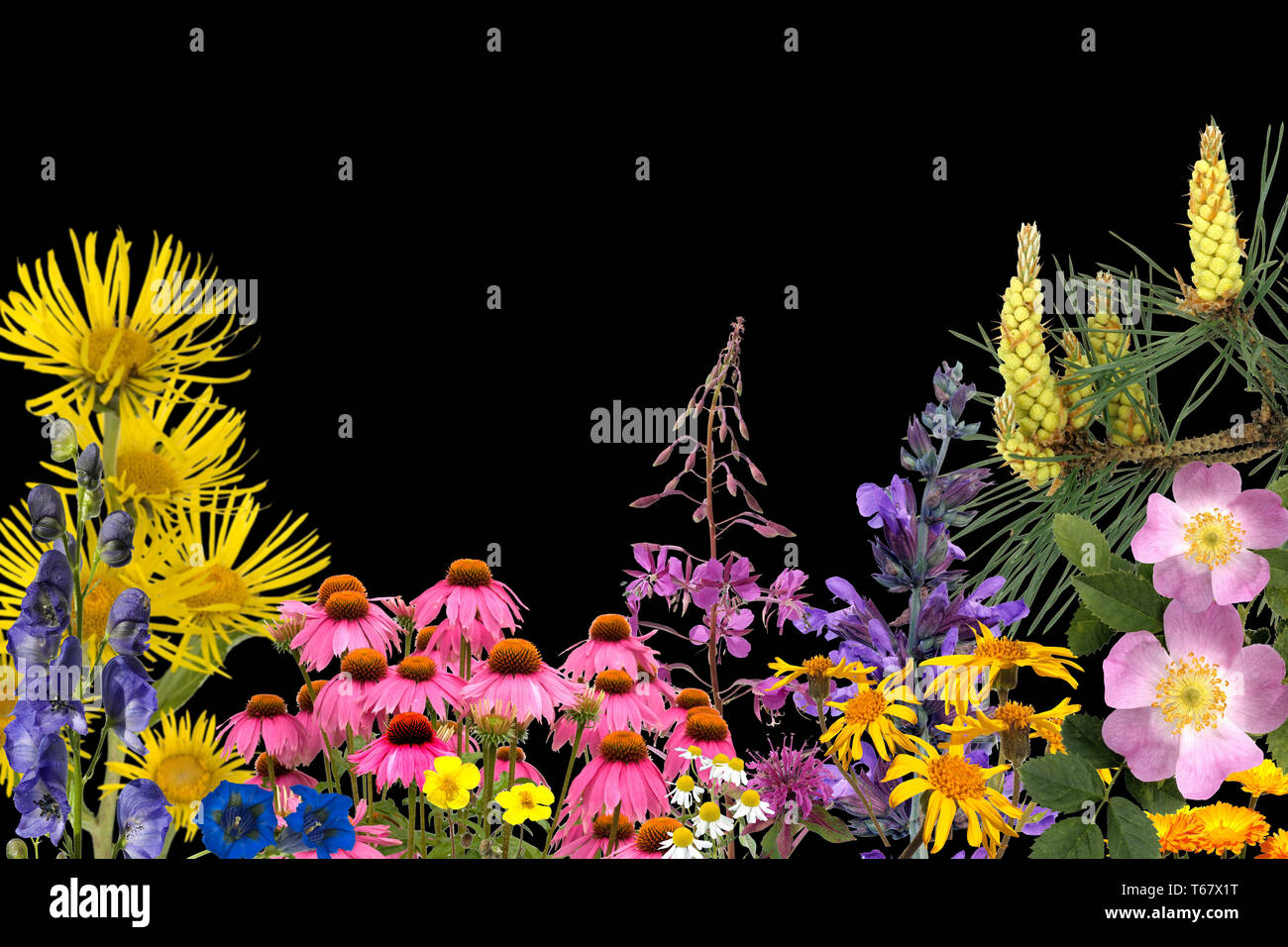 officinal plants, medical plants, arrangement Stock Photo