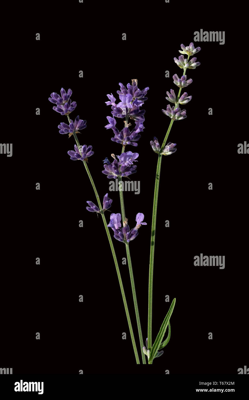 Lavender plant, Lavandula angustifolia Stock Photo - Alamy