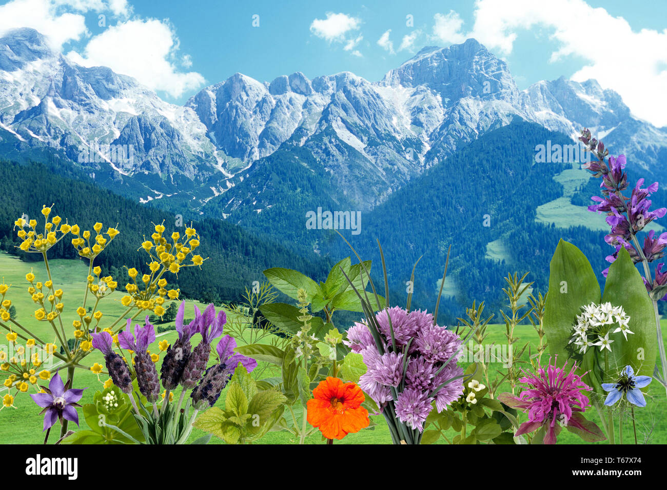 healing plants and edible wild herbs in the european alps Stock Photo
