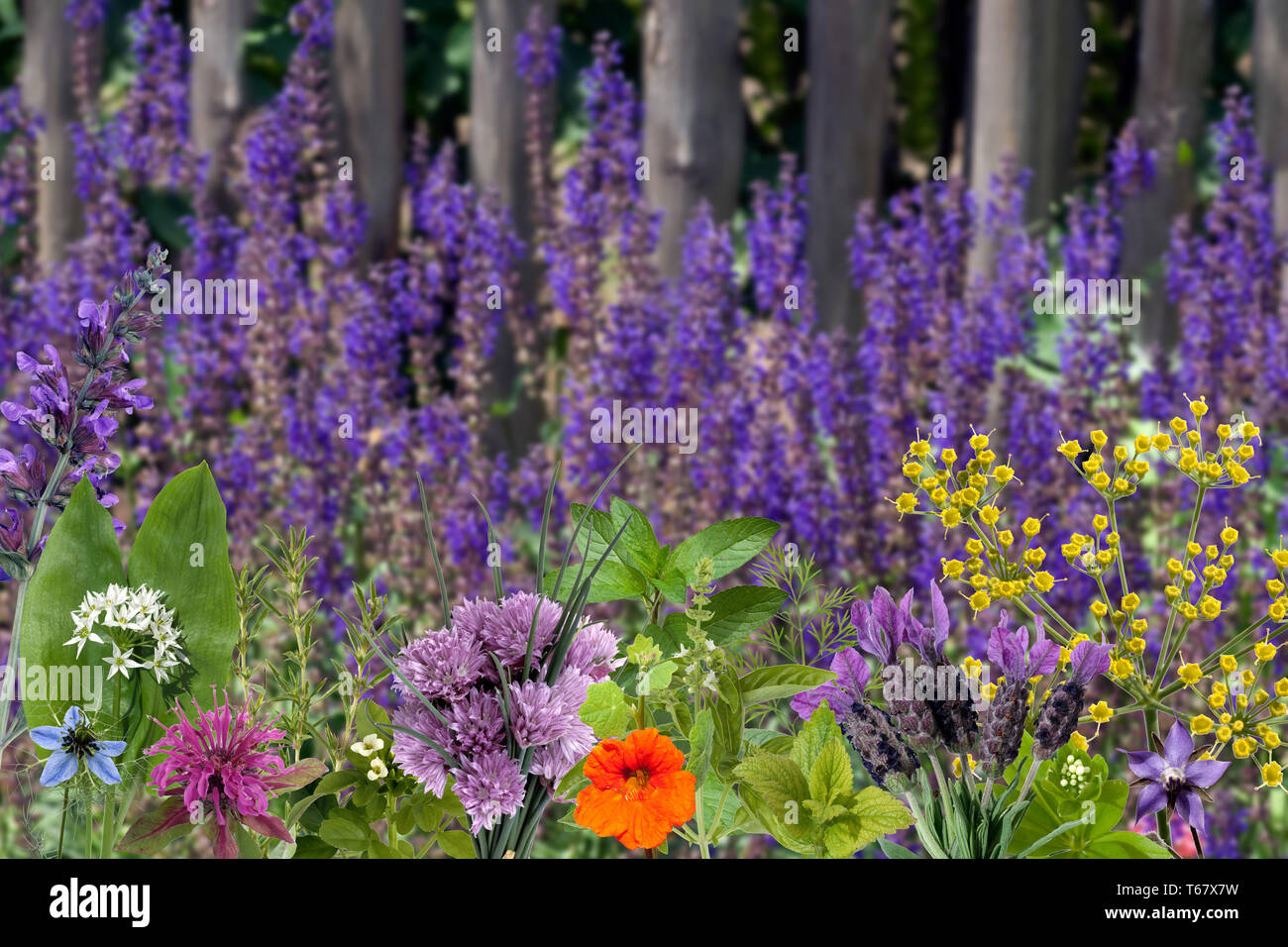Healing plants edible wild hi-res stock photography and images - Alamy