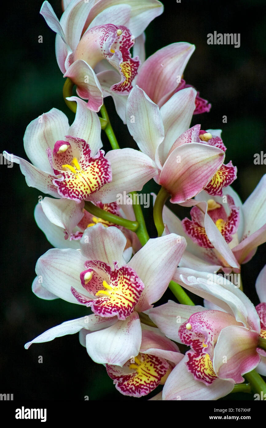 Close-up photography of a bouquet of white dendrobium orchid flowers.  Captured at the Andean mountains of central Colombia. Stock Photo