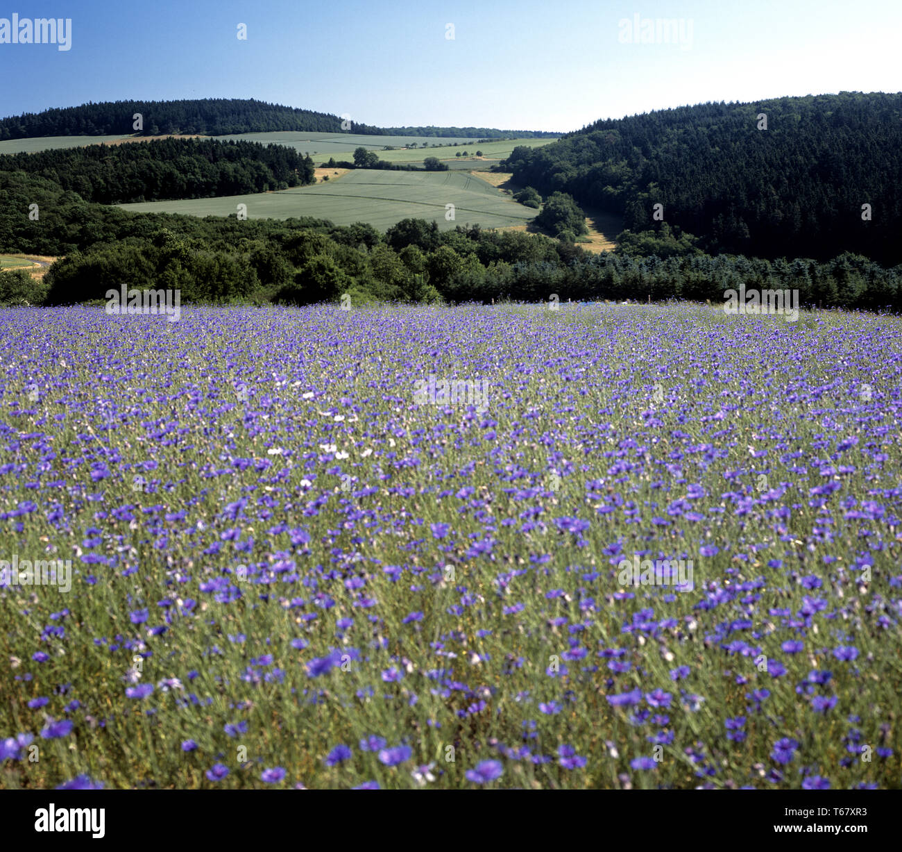 cornflower, Centaurea cyanus Stock Photo