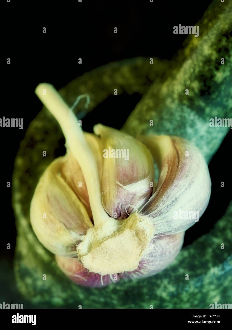 Garlic clove sitting in mortar with pestle food close up photograph Stock Photo